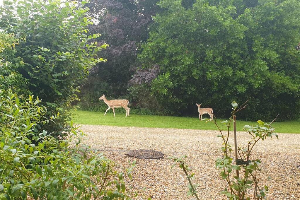 The Old Barn Annexe, Cosy Stay, Close Drive To City, Beach, South Downs & Goodwood Chichester Kültér fotó